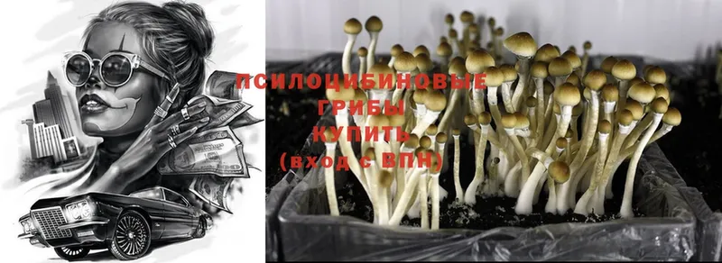 Псилоцибиновые грибы Cubensis  Зерноград 